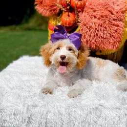 Lady - Apricot female Cavapoo puppy in Statesville, North Carolina from Doodle Babies