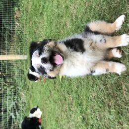 Australian Shepherd Puppies from The Joyful Australian Shepherd