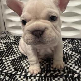 Atlas - Cream male French Bulldog puppy in Largo, Florida from Mosaic French Bulldogs