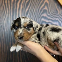 Nova: Girl 1 Blue Merle - Australian Shepherd puppy from Magpie Springs Australian Shepherds
