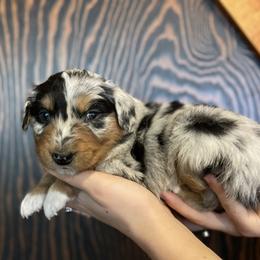 Nova: Girl 1 Blue Merle - Australian Shepherd puppy from Magpie Springs Australian Shepherds