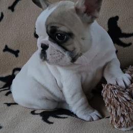 Olivia - White and fawn female French Bulldog puppy in Willow Spring, North Carolina from Alcide kennels
