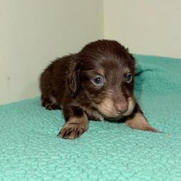 Reeses - Chocolate and cream male Dachshund puppy in Huntington, Texas from Wild Briar Dachshunds