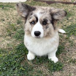 Miracle - Brindle merle and white male American Corgi puppy in Temple, Texas from Silver Moon Cardigan Corgis