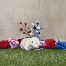 Nilla - White and black female Dalmatian puppy in Fort Worth, Texas from Xzayvius Stitt