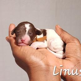 Linus - Parti male Poodle puppy in Dover, Delaware from Dogtastic Poodles