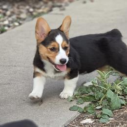 Female 2 - Black and tan female Pembroke Welsh Corgi puppy in Portland, North Dakota from Sliding stop corgis