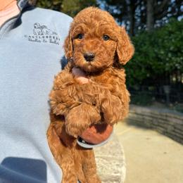 Light Purple - Red  female Goldendoodle puppy in Indian Trail, North Carolina from Castleberry Doodles and Poodles
