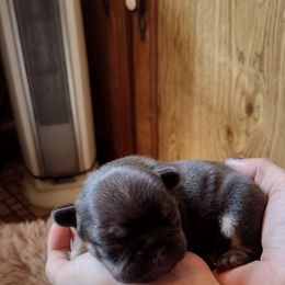 French Bulldog Puppies from Liebsthal