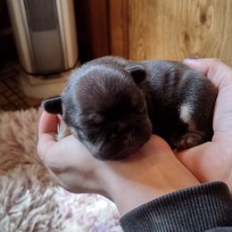 French Bulldog Puppies from Liebsthal