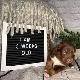 Princess Belle - Red tri female Miniature Australian Shepherd puppy in Peoria, Arizona from B My Sunshines Mini Aussies