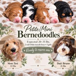 Bernedoodle puppies from Ivey's Poodles & Doodles