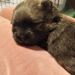 Ellie - Black and tan female Pomeranian puppy in Eureka Springs, Arkansas from Maple Hills Poms