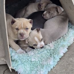 American Bully Puppies from Wulfsbane American Bullies