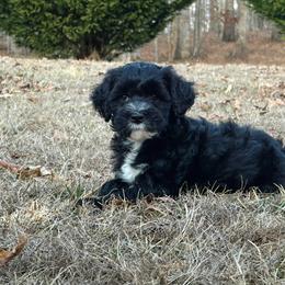 Jane - Black and white female Portuguese Water Dog puppy in Asheville, North Carolina from Top Notch Portuguese Water Dogs