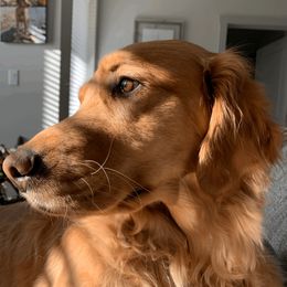 Daisy - Golden Retriever