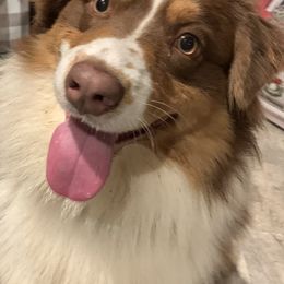 Australian Shepherds from SC Aussies