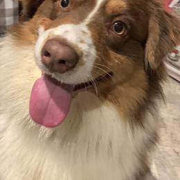 Australian Shepherds from SC Aussies