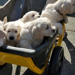 Golden Retriever Puppies from Hoekema Homestead Goldens