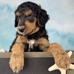 Nordseewind - North Sea Breeze - Phantom female Poodle puppy in Middlebourne, West Virginia from El Silencio Standard Poodles