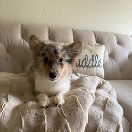 Full fluffy Bob - Blue merle and white male American Corgi puppy in Decatur, Texas from Bar S Corgis