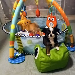 Chihuahua All Grown Up from Chi Angels