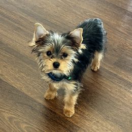 Beni - Yorkshire Terrier