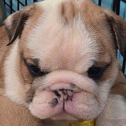 Girl  blk mask - Red and white female Bulldog puppy in Cheshire, Connecticut from Absolut Bulldogs