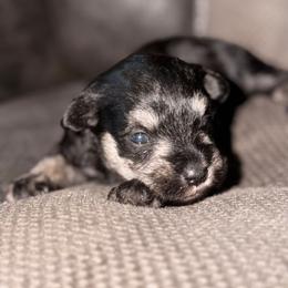 Chile - Black female Miniature Schnauzer puppy in Bellingham, Washington from Tiki Love Farm