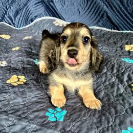 Olive- (Violin) - Sable female Dachshund puppy in Wolf Lake, Indiana from Canisteo Dachshunds