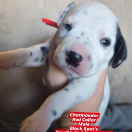 Charmander (Red Collar) - White and black male Dalmatian puppy in Raymondville, Missouri from Wagner's Dalmatian's