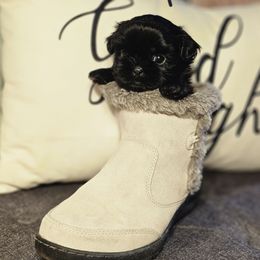 Pixel - Black gold and white male Shih Tzu puppy in Corona, California from Ju Shih Tzu