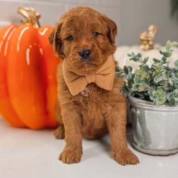 CHARLIE - Red  male Goldendoodle puppy in Iola, Texas from Supreme Doodles of Texas