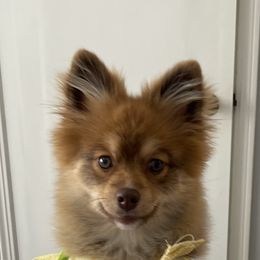 Pomeranian Puppies from ARC Kennels