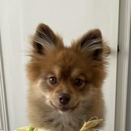 Pomeranian Puppies from ARC Kennels