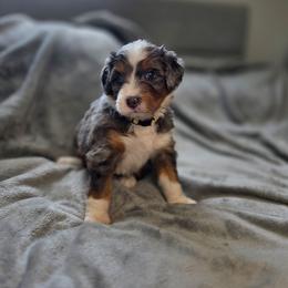Muffin - Merle female Bernedoodle puppy in Mc Gaheysville, Virginia from Doting Doodles