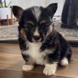 Blue - Black and tan male Pembroke Welsh Corgi puppy in Red Bluff, California from Circle T Livestock & K9 Co.