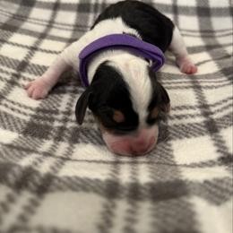 Purple Collar - Black white and tan female Beagle puppy in Princeton, Minnesota from Thor’s Beagles & Maha’s Staffy