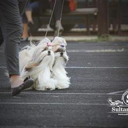 Poodle and Shih Tzu All Grown Up from Ganna Sultan