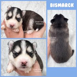 Bismarck - Black and white male Pomsky puppy in Sheffield, Iowa from Clover Ridge Pomskies