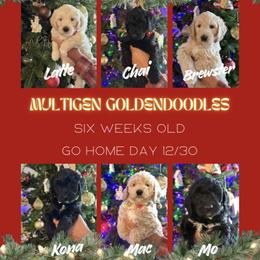 Goldendoodle puppies from Happy_Tails_by_TJ