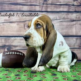 Rudolph - Black white and brown male Basset Hound puppy in Dingess, West Virginia from Tuckers' Howling Hounds