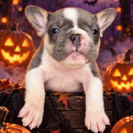 Sabrina - Blue fawn female French Bulldog puppy in Gastonia, North Carolina from BZB Frenchies, Griffs & Long hair Chihuahuas