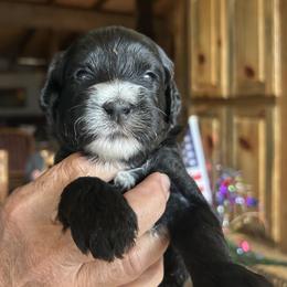 Cascade, 2 weeks old - Black female Whoodle puppy in Crawford, Colorado from Saddle Mountain Doodles