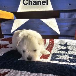 Winter - White female Maltese puppy in Terrell, Texas from PBJ Farms