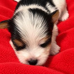 Muffin - Parti female Yorkshire Terrier puppy in Navarre, Florida from KAYY services