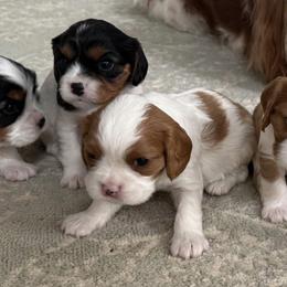 Cavalier King Charles Spaniels from Campbell’s Cavaliers