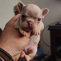 Boy 3 - French Bulldog puppy in Los Angeles, California from Kingz Frenchies