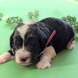 Paula - Black and white Sheepadoodle puppy in Seaman, Ohio from Ohio Valley Sheepadoodles