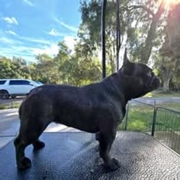French Bulldog Puppies from Reds Frenchies